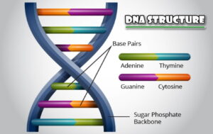 डीएनए की फुल फॉर्म क्या होती है?