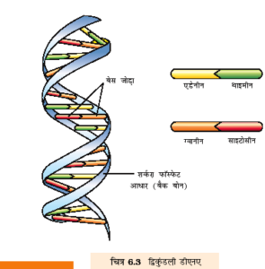 डीएनए की फुल फॉर्म क्या होती है?